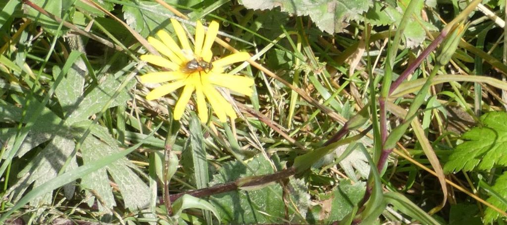 Asteraceae: Tragopogon sp.