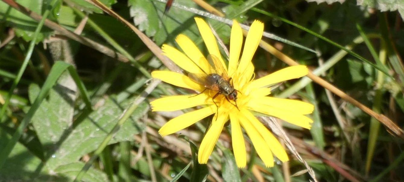 Asteraceae: Tragopogon sp.