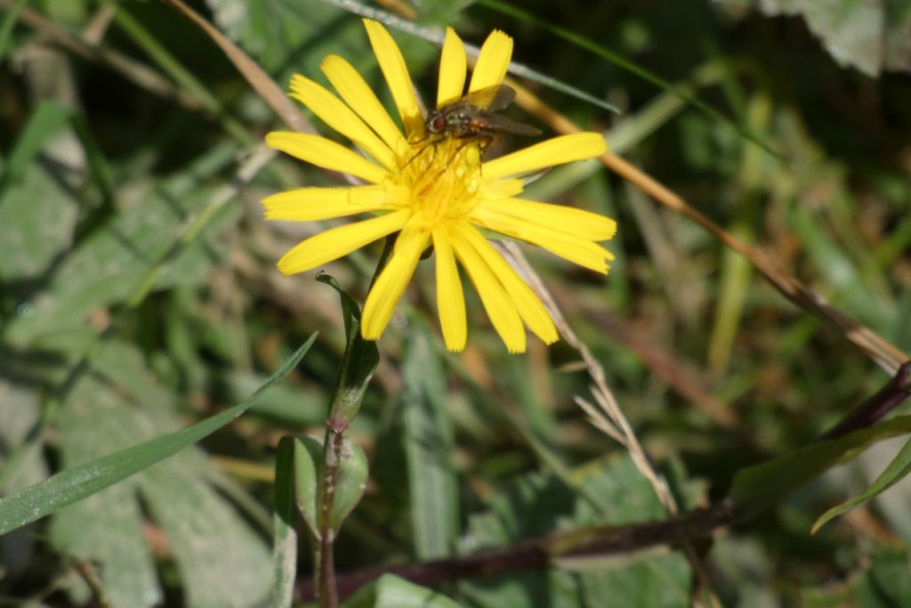 Asteraceae: Tragopogon sp.