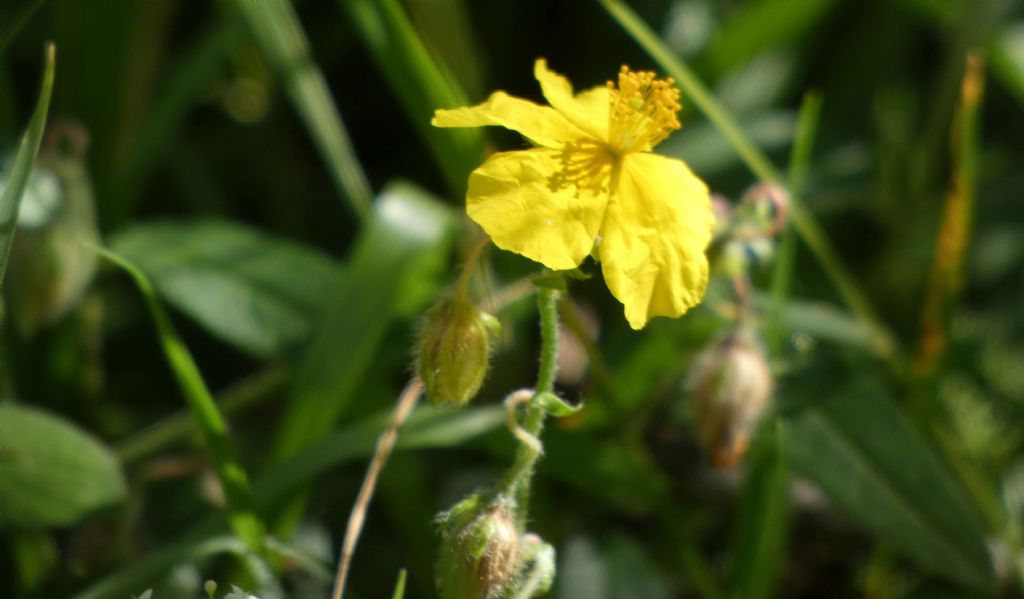 Cistaceae:  Helianthemum sp.