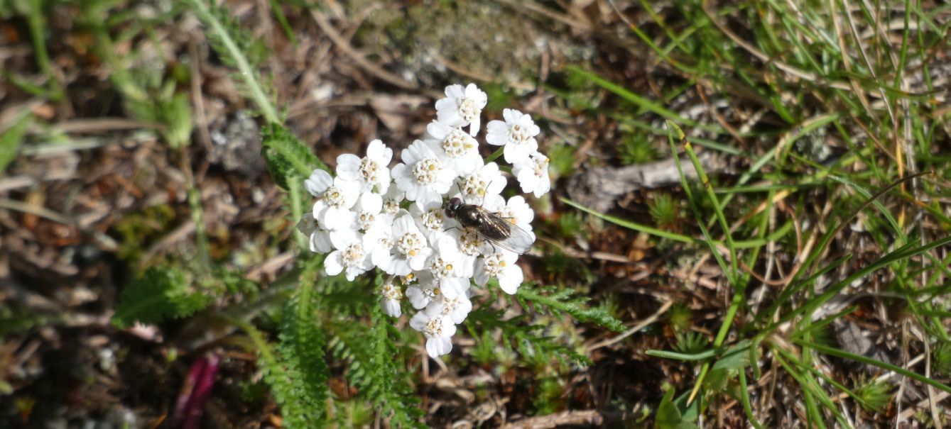 Syrphidae sp.