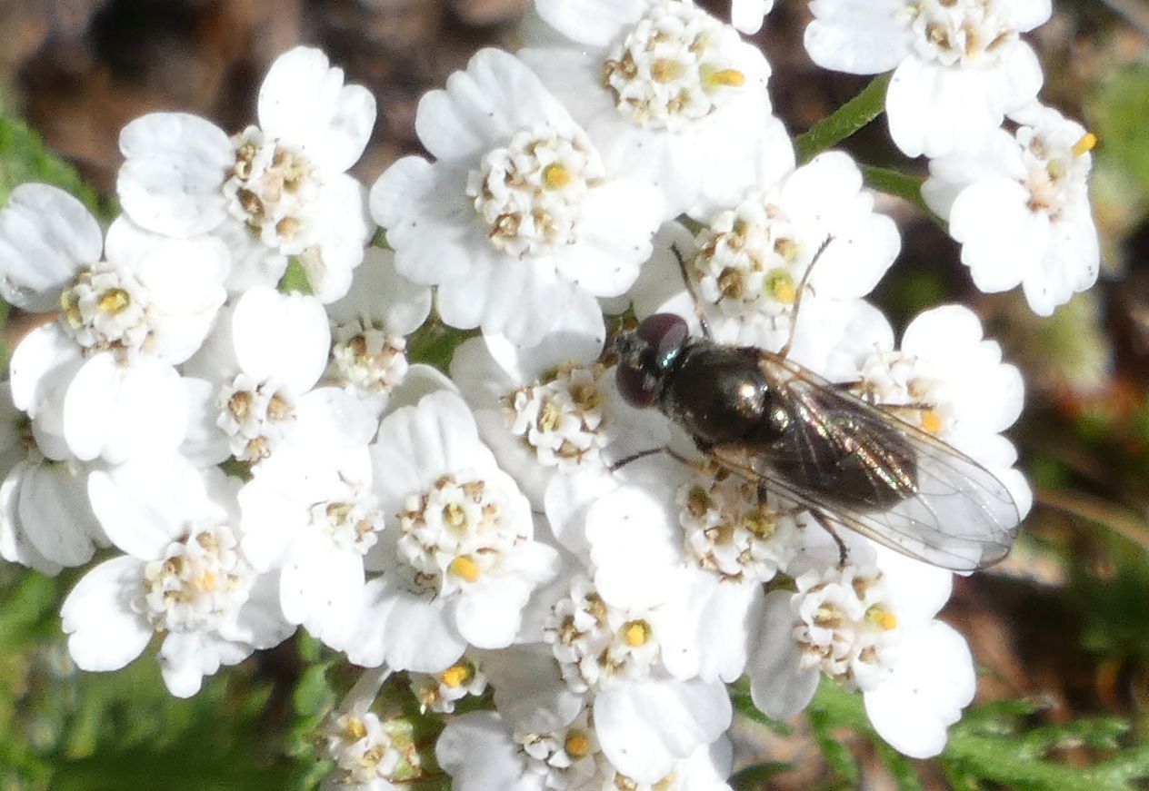 Syrphidae sp.