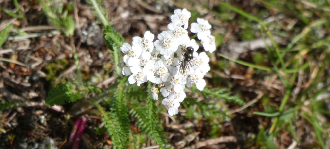 Syrphidae sp.