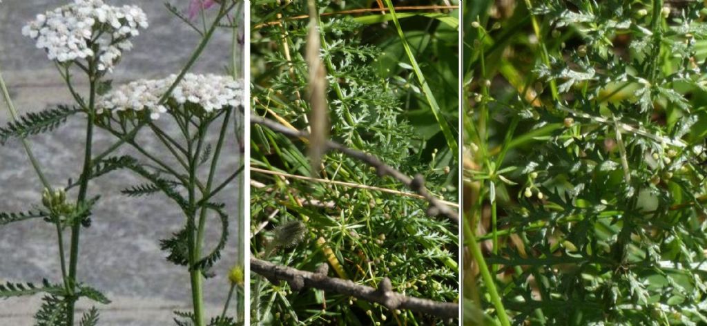 Foglie frastagliate:  cfr. Cfr. Achillea sp.