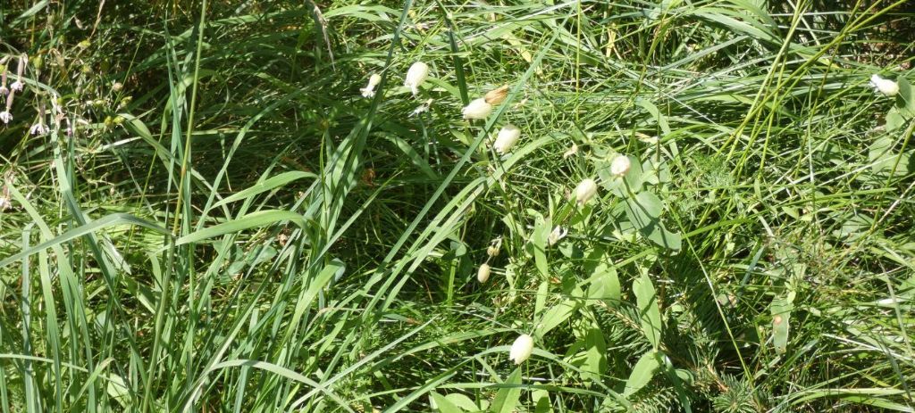 Quale Silene?  Silene cfr. alpina e Silene vulgaris