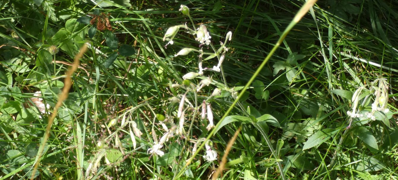 Quale Silene?  Silene cfr. alpina e Silene vulgaris