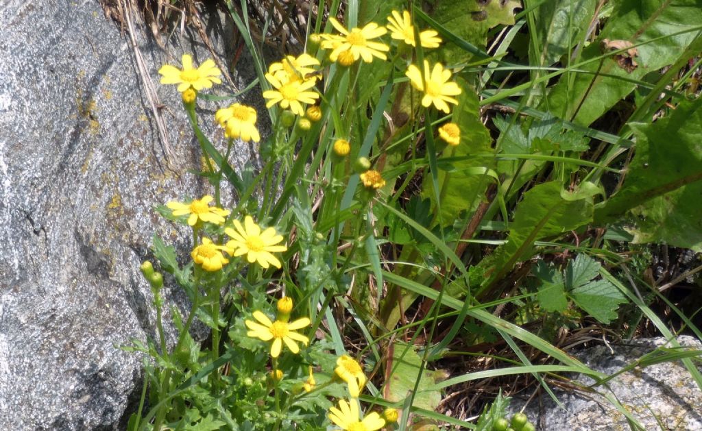 Senecio...?  No,  Jacobaea vulgaris (cfr.)