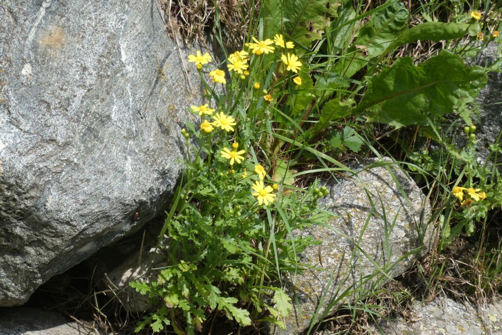 Senecio...?  No,  Jacobaea vulgaris (cfr.)