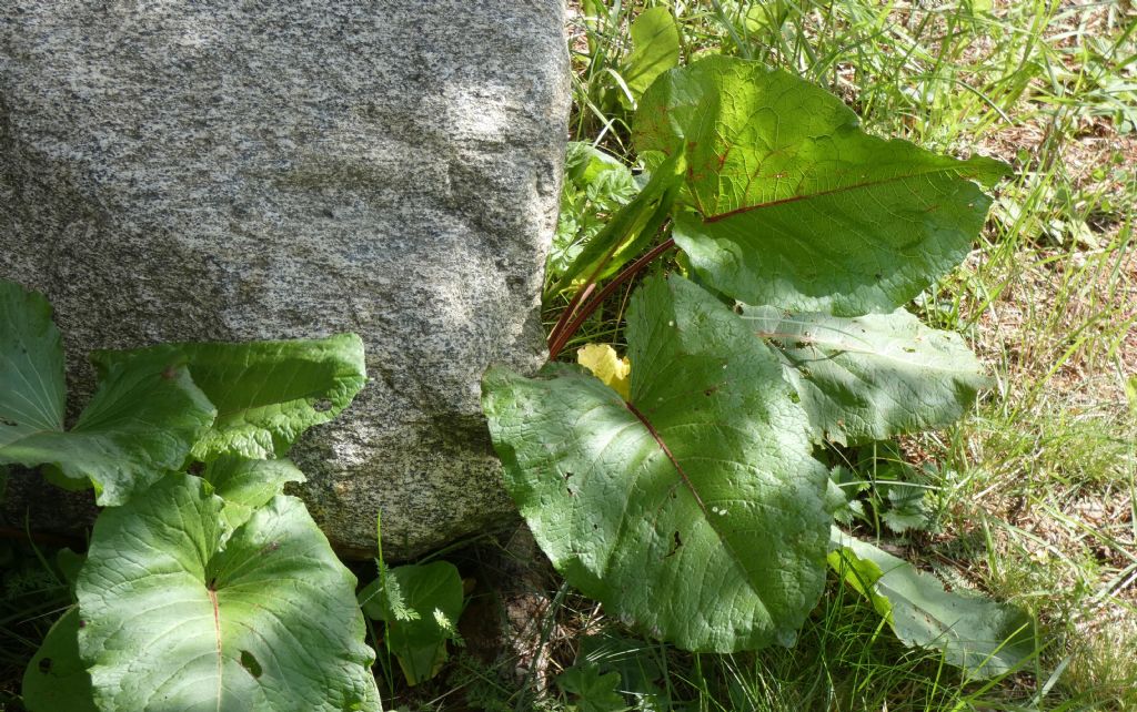 Quale Rumex ?   Rumex alpinus