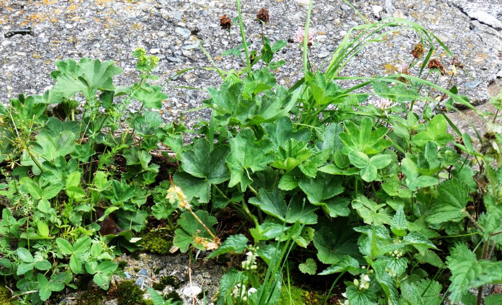 Alchemilla sp. (Rosaceae)