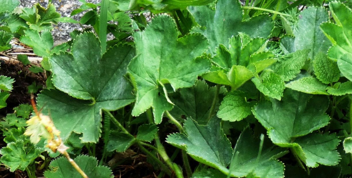 Alchemilla sp. (Rosaceae)