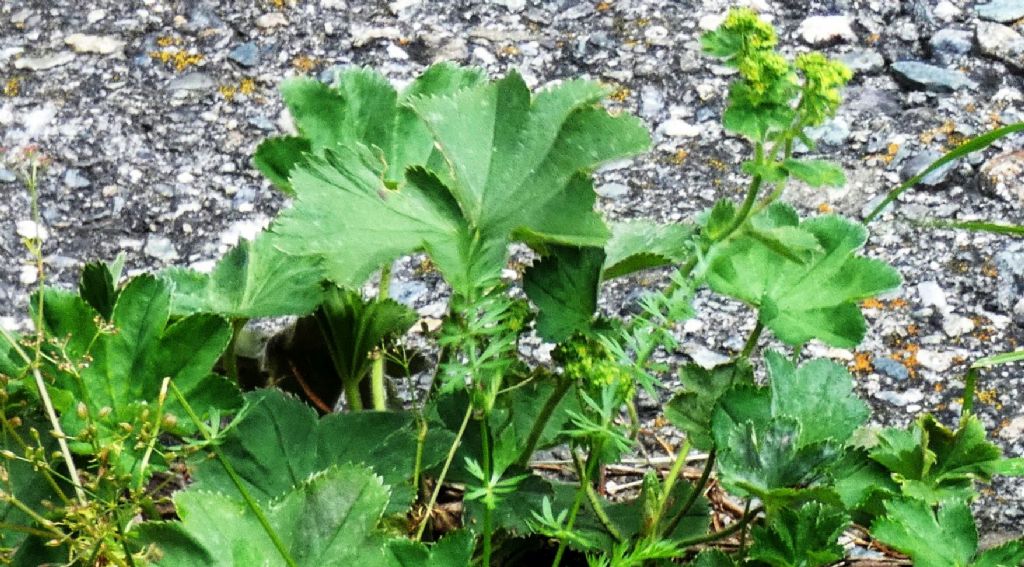 Alchemilla sp. (Rosaceae)