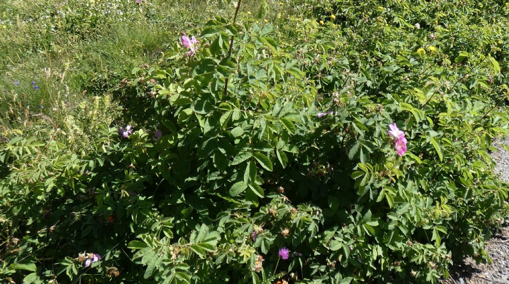 Rosa.... Rosa sp.