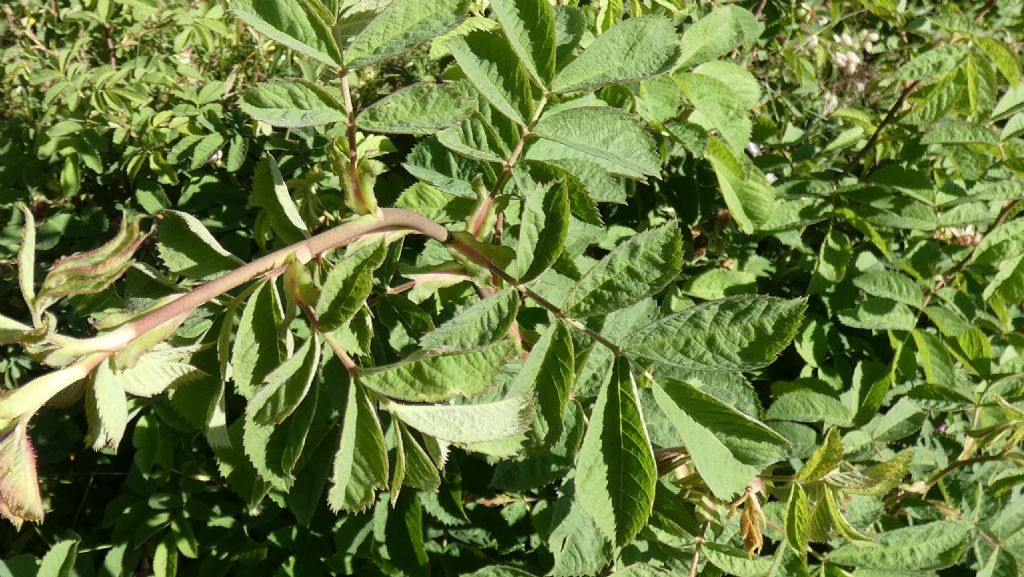 Rosa.... Rosa sp.