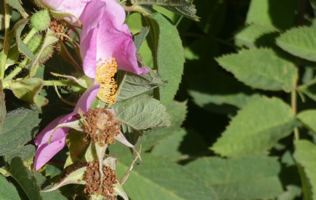 Rosa.... Rosa sp.