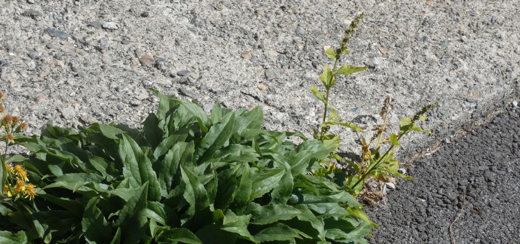 Rumex...?  No, Amaranthus sp.