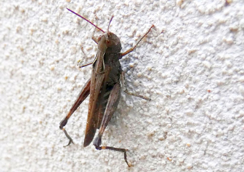 Omocestus rufipes