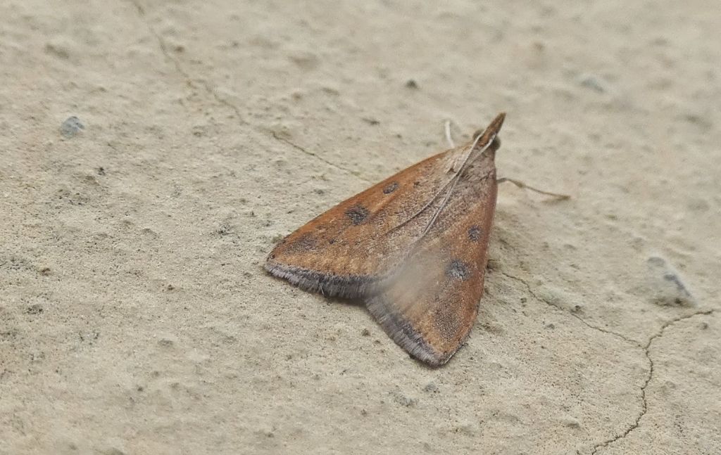 Udea ferrugalis (Crambidae)