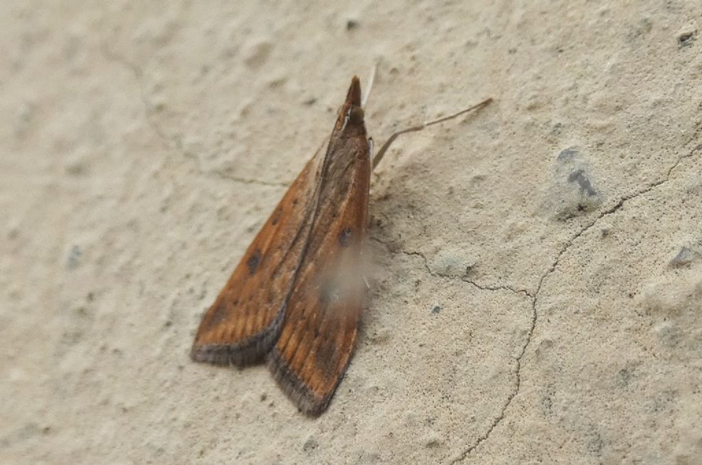 Udea ferrugalis (Crambidae)