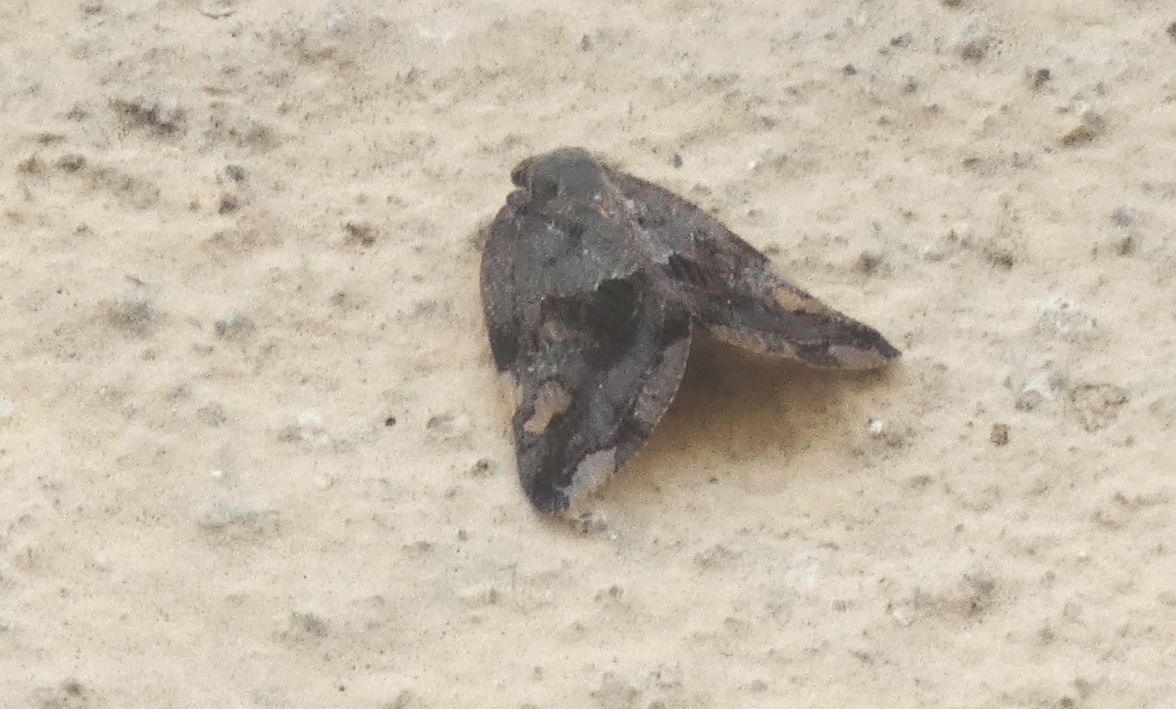 Ricania speculum (Fulgoromorpha Ricaniidae)