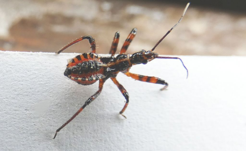 Ninfa di Reduviidae?  S, di  Rhynocoris sp.