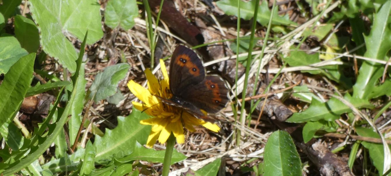 Erebia euryale femmina