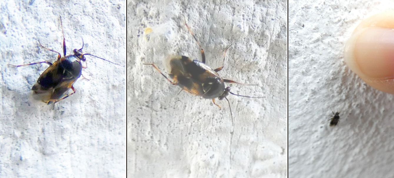 Miridae: Deraeocoris cfr. serenus