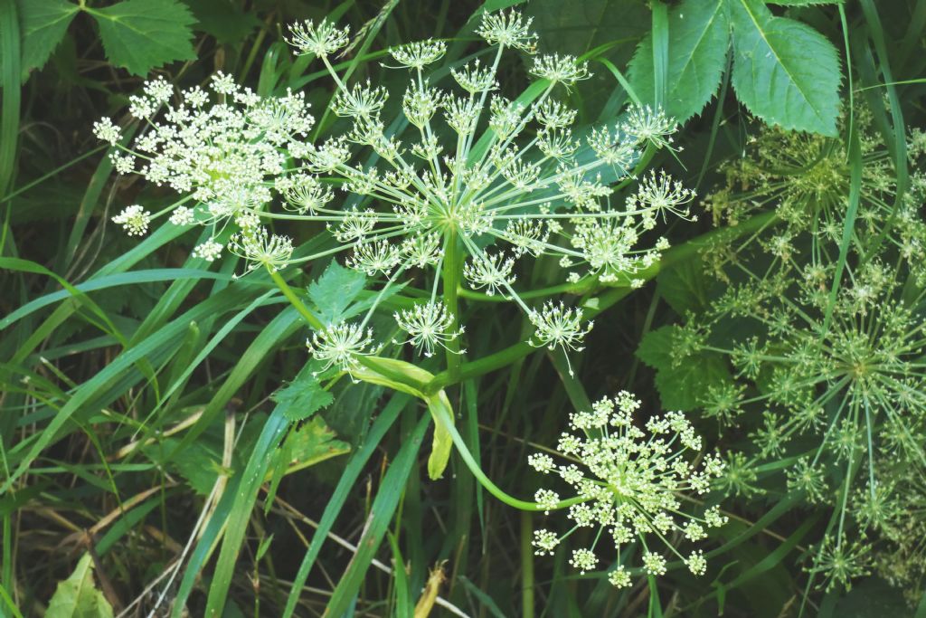 Apiaceae: Imperatoria ostruthium