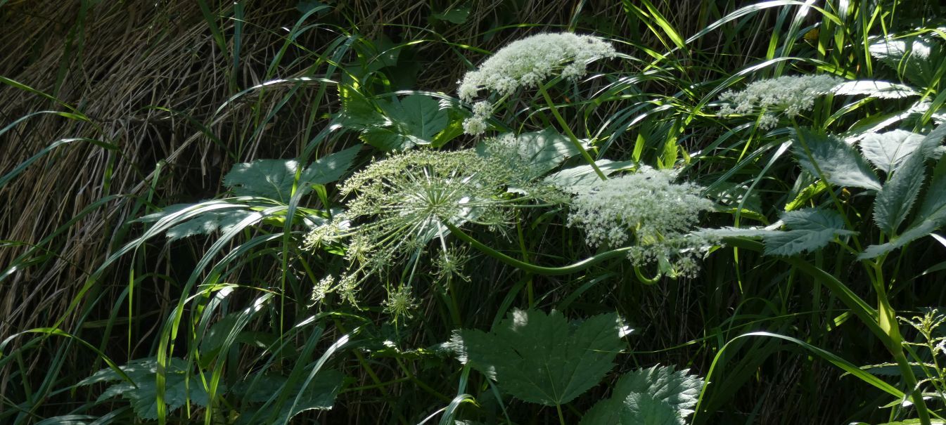 Apiaceae: Imperatoria ostruthium