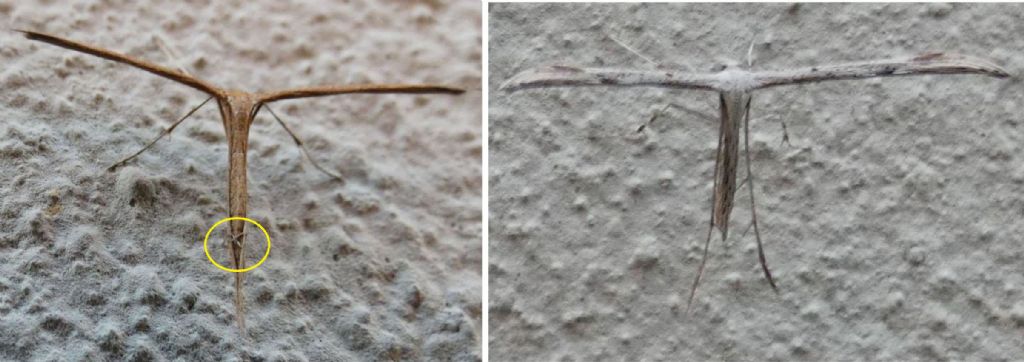 Pterophoridae: Emmelina monodactyla