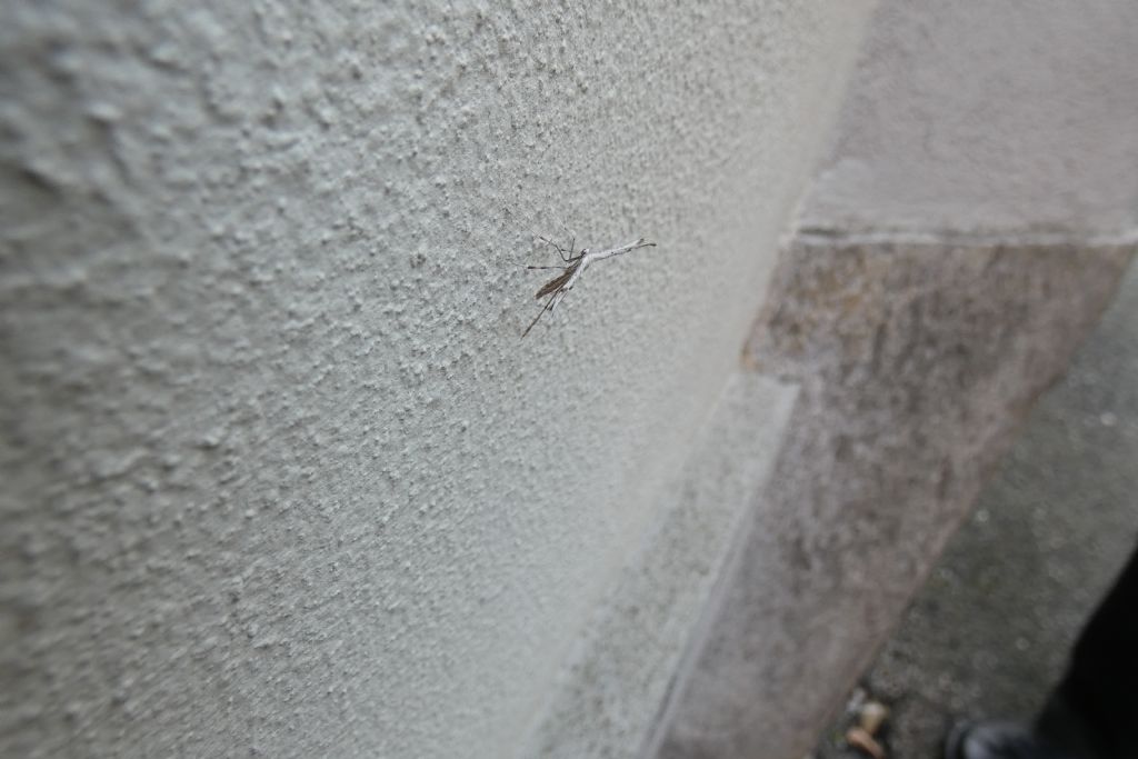 Pterophoridae: Emmelina monodactyla