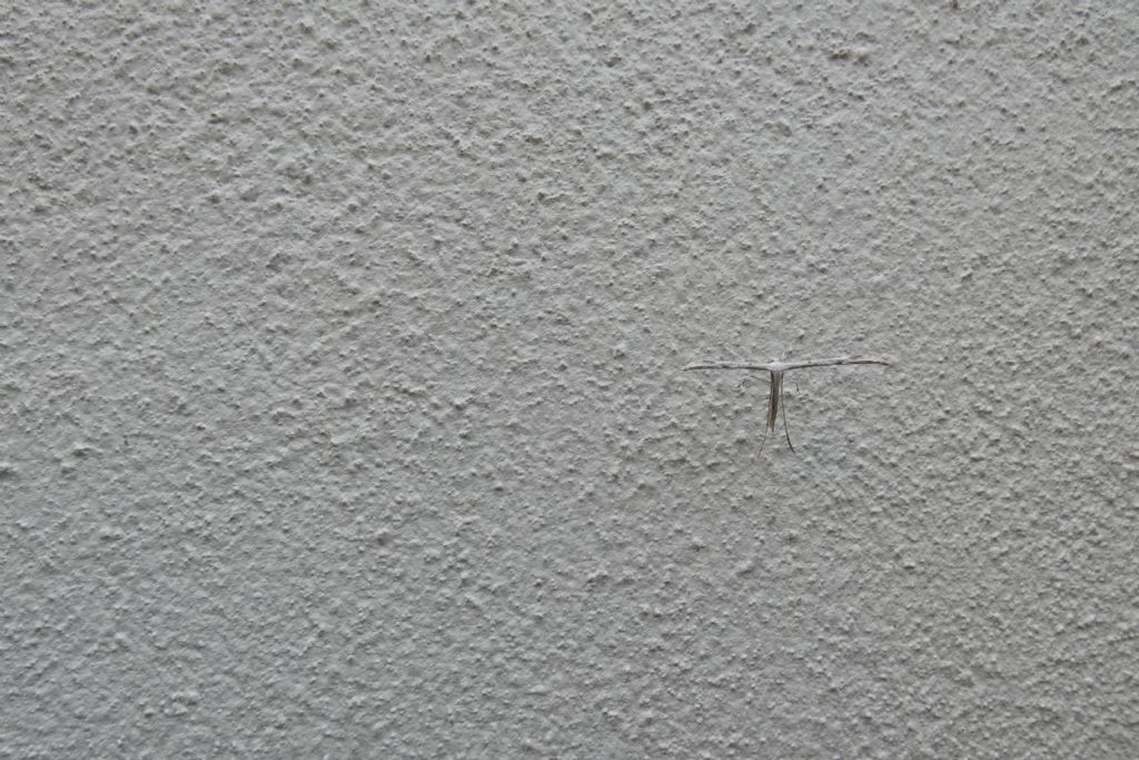 Pterophoridae: Emmelina monodactyla