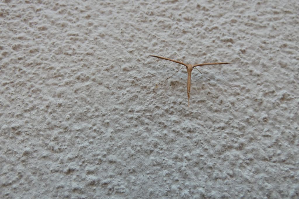 Pterophoridae: Emmelina monodactyla