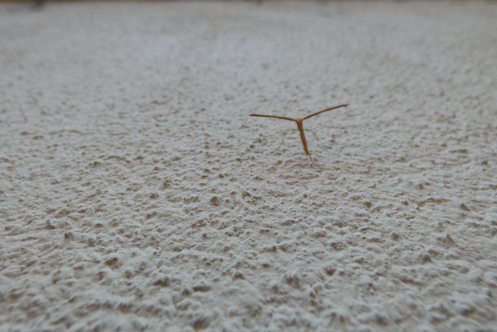 Pterophoridae: Emmelina monodactyla