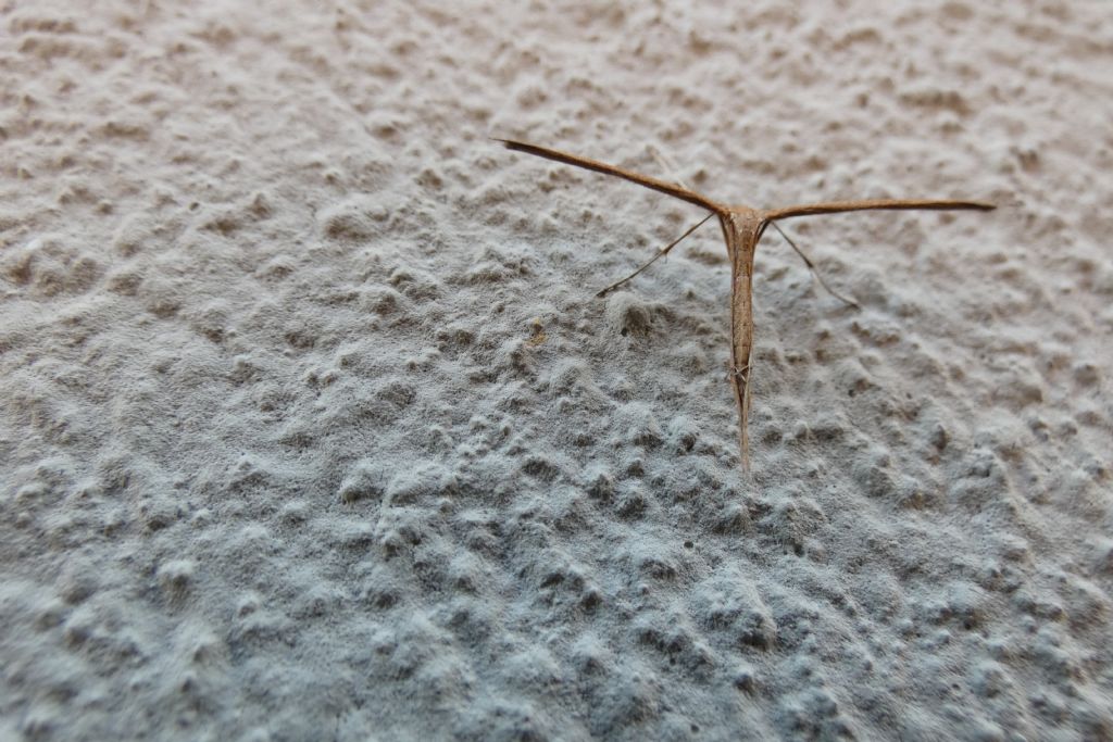 Pterophoridae: Emmelina monodactyla