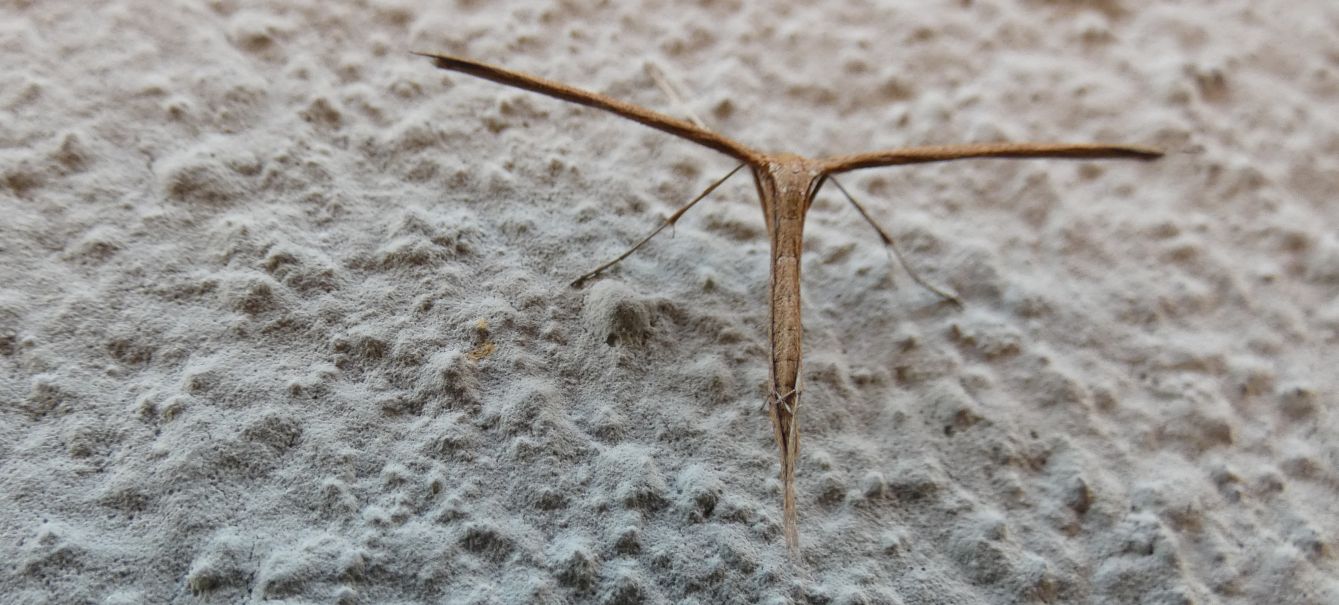 Pterophoridae: Emmelina monodactyla