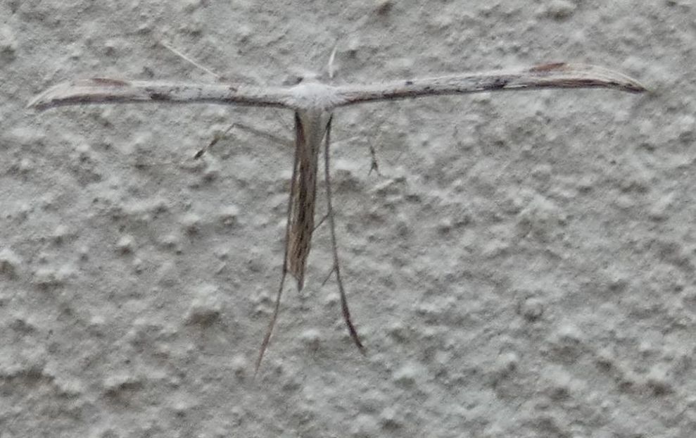 Pterophoridae: Emmelina monodactyla