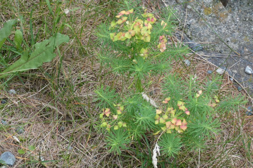 Quale Euphorbia?   Euphorbia cyparissias