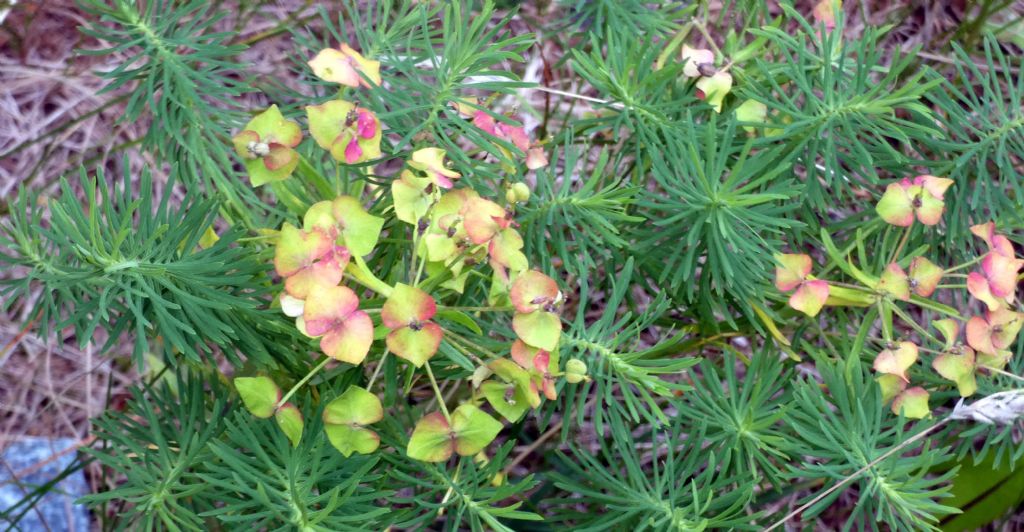 Quale Euphorbia?   Euphorbia cyparissias