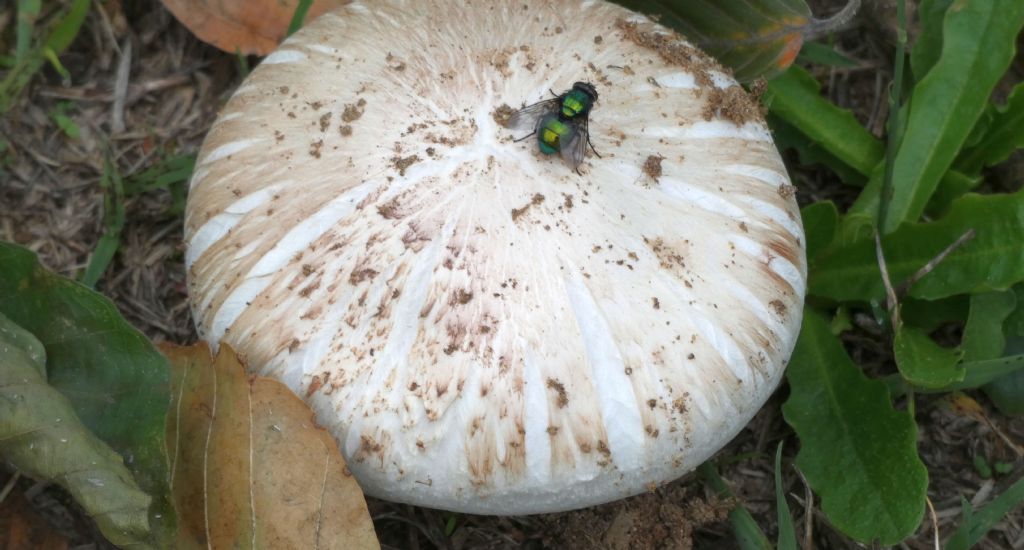 Lucilia?  