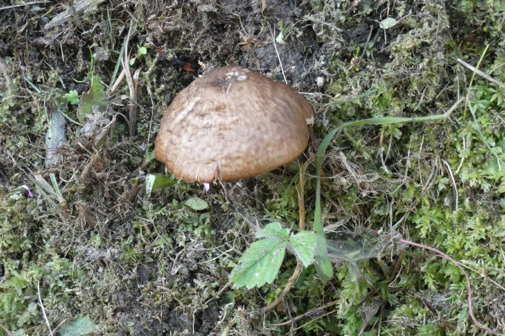 Pluteus cfr. cervinus