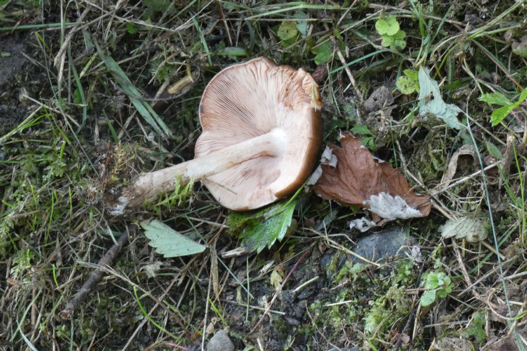 Pluteus cfr. cervinus