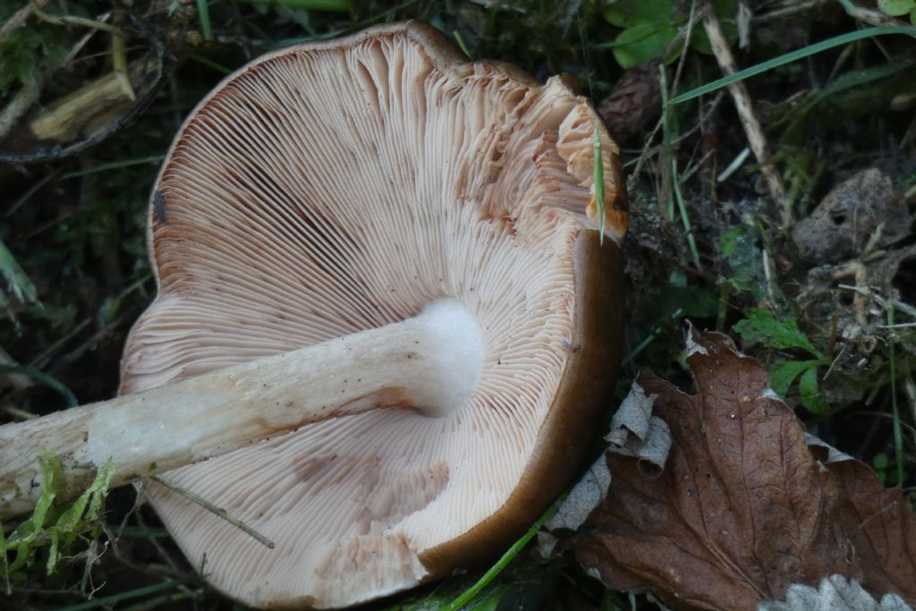 Pluteus cfr. cervinus
