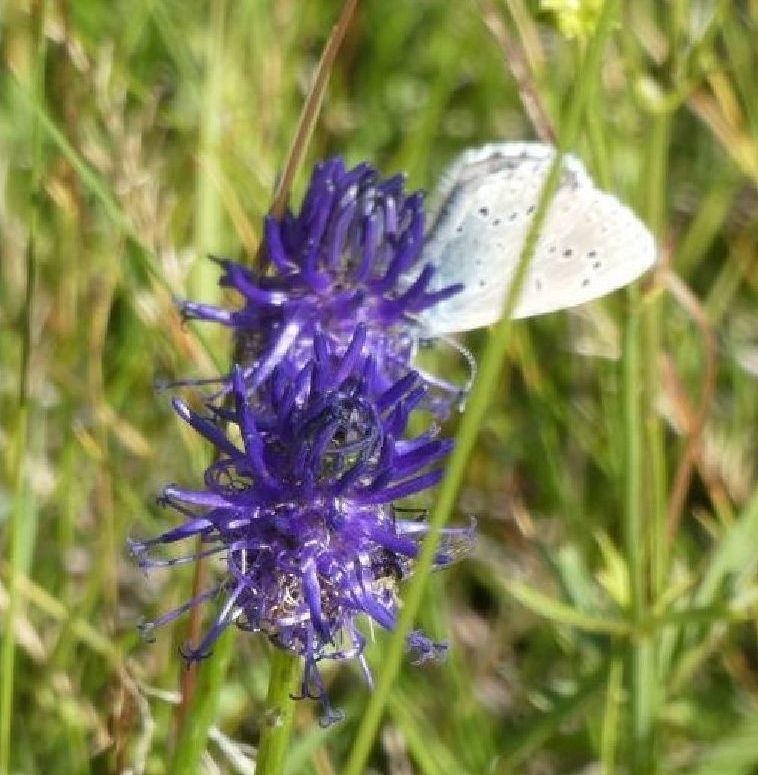 Lycaenidae: Lysandra coridon