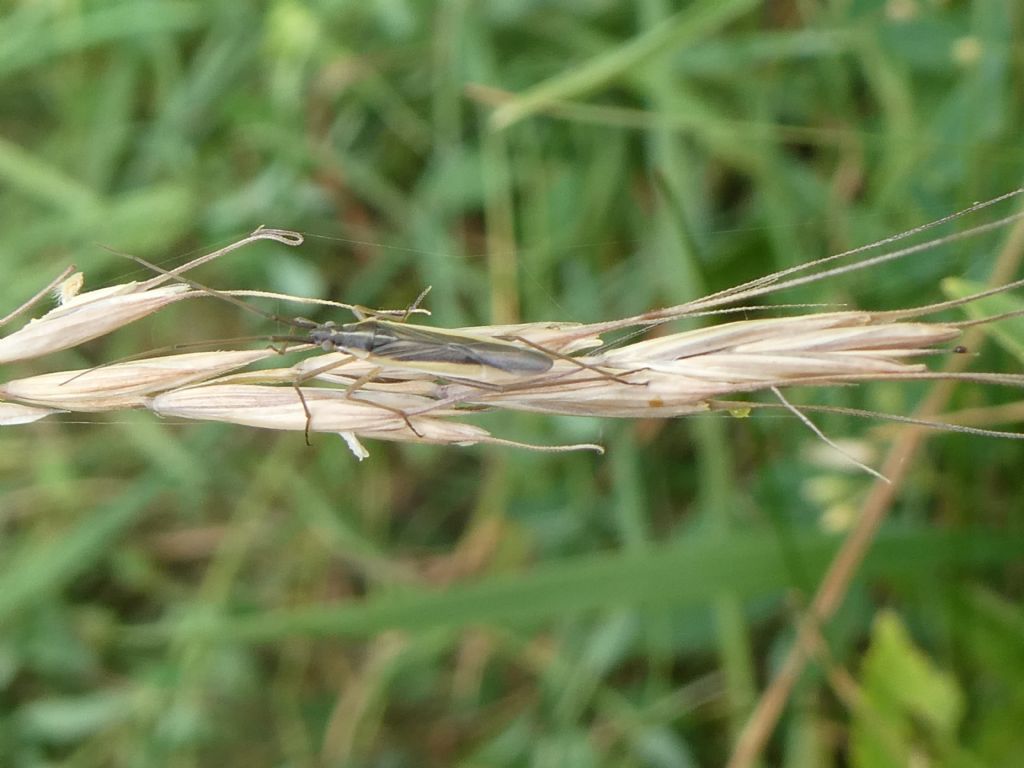 Miridae da id.