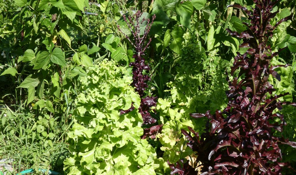 Cicoria viola? No, cv di Lactuca sativa