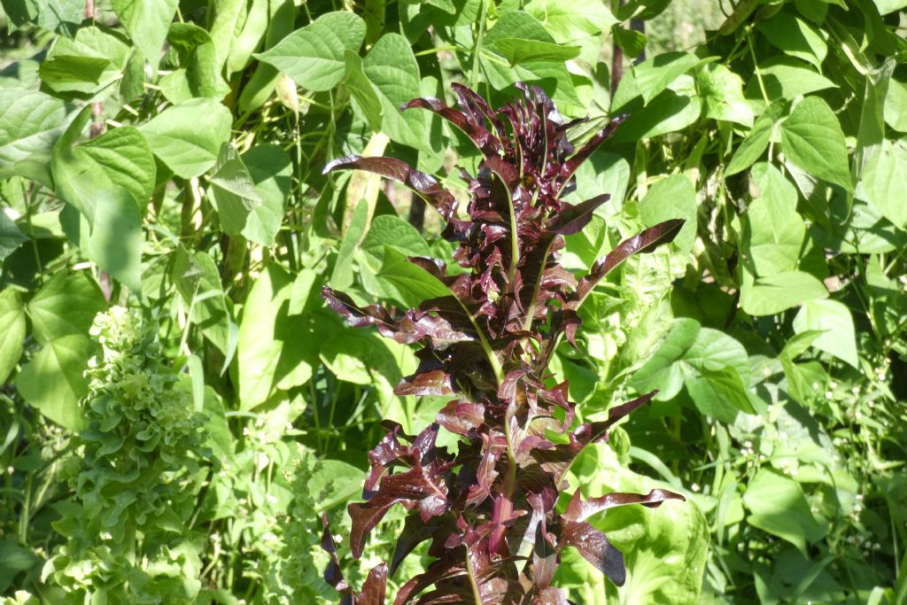 Cicoria viola? No, cv di Lactuca sativa