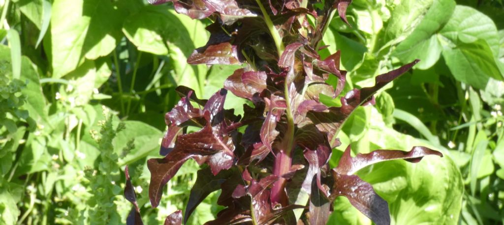 Cicoria viola? No, cv di Lactuca sativa