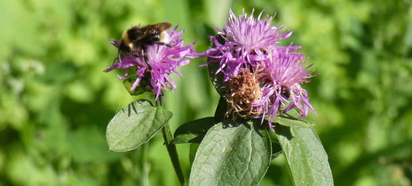 Quale Centaurea ? Centaurea cfr. nigrescens