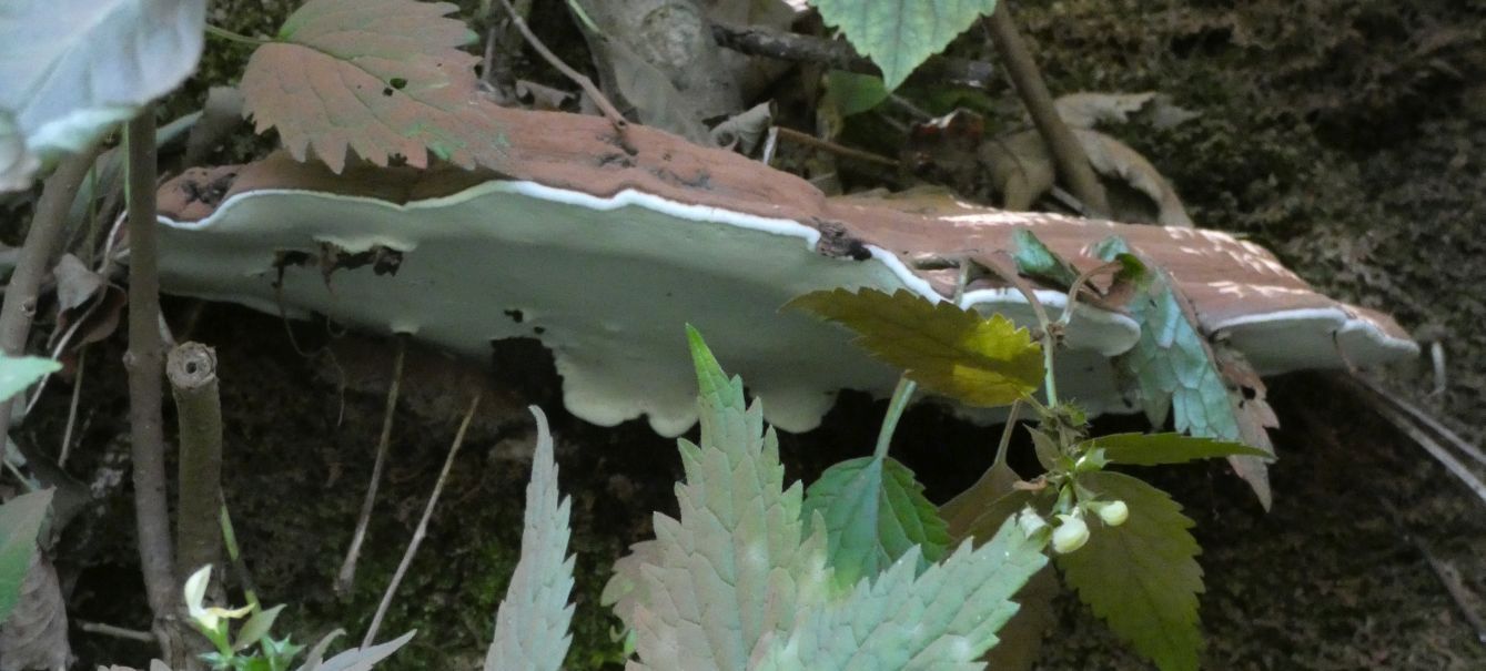 Ganoderma applanatum